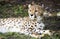 Cheetah relaxing in the shade.