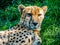 Cheetah relaxing in the shade, Auckland, Zoo, Auckland New Zealand