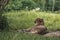 Cheetah resting amidst grass at Safari Park