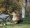 Cheetah resting in the Grass