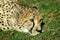 Cheetah resting on grass