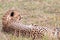A cheetah resting on the savannah of the Maasai Mara, Kenya