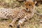 Cheetah resting in the savannah. Masai Mara, Kenya