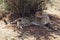 Cheetah Resting in the Shade