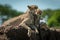 Cheetah rests on mound with two cubs