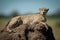Cheetah rests on termite mound eyeing camera