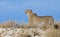 Cheetah on a ridge in the Kalahari