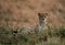 Cheetah with rim light during dusk at Masai Mara Grassland