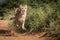 Cheetah running and full speed with all legs off the ground chasing prey in Kruger Park South Africa