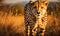 A cheetah running in the grass towards the camera