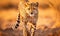 A cheetah running in the grass towards the camera