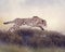 Cheetah Running  in the grassland