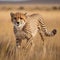 A cheetah running on a jungle with alertness in its eyes. generative AI