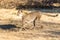 Cheetah running in South Africa, Acinonyx jubatus. Guepardo