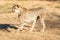 Cheetah running in South Africa, Acinonyx jubatus. Guepardo