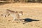 Cheetah running in South Africa, Acinonyx jubatus. Guepardo