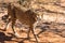 Cheetah running in South Africa, Acinonyx jubatus. Guepardo