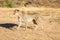 Cheetah running in South Africa, Acinonyx jubatus. Guepardo