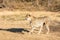 Cheetah running in South Africa, Acinonyx jubatus. Guepardo