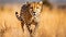 Cheetah\\\'s Graceful Movement on Savannah, Spotted Coat Blends Effortlessly with Golden Grass