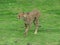 A cheetah at a safari park in the UK