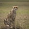 Cheetah sat on a small hill in the Masai Mara