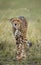 Cheetah in the savanna. Close-up. Kenya. Tanzania. Africa. National Park. Serengeti. Maasai Mara.