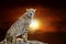 Cheetah on savanna landscape background and Mount Kilimanjaro at sunset