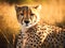 Cheetah in the savanna. Made with Generative AI