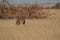 A cheetah searching for prey in the grasslands of the Kalahari