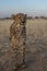 A cheetah searching for prey in the grasslands of the Kalahari