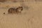 A cheetah searching for prey in the grasslands of the Kalahari