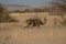 A cheetah searching for prey in the grasslands of the Kalahari Desert