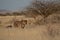 A cheetah searching for prey in the grasslands of the Kalahari Desert