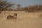 A cheetah searching for prey in the grasslands of the Kalahari Desert