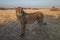 A cheetah searching for prey in the grasslands of the Kalahari Desert