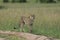 Cheetah Searching for a prey at Masai Mara