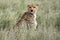 Cheetah - Serengeti, Africa