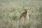 Cheetah - Serengeti, Africa