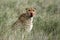 Cheetah - Serengeti, Africa