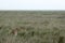 Cheetah - Serengeti, Africa