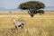 Cheetah in the Serengeti National Park.