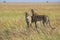 Cheetah in the Serengeti National Park.