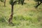 Cheetah at Serengeti national park searching for food, Tanzania, Africa