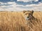 Cheetah in the Serengeti Plains