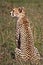 Cheetah, Serengeti Plains, Tanzania, Africa