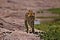 Cheetah, Serengeti Plains, Tanzania, Africa