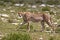 Cheetah, Serengeti Plains, Tanzania, Africa