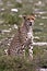 Cheetah, Serengeti Plains, Tanzania, Africa