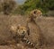 Cheetah siblings